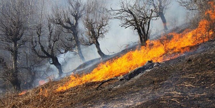 بلوط‌هایی که مظلومانه در کهگیلویه و بویراحمد می‌سوزند/رد پای زمین‌خواران و خواب دستگاه‌های فرهنگی