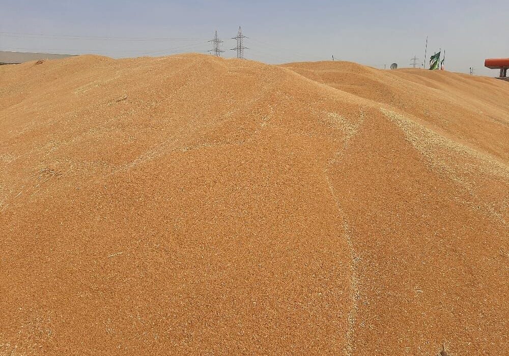 خرید تضمینی گندم در خوزستان از ۹۱۰هزار تن گذشت