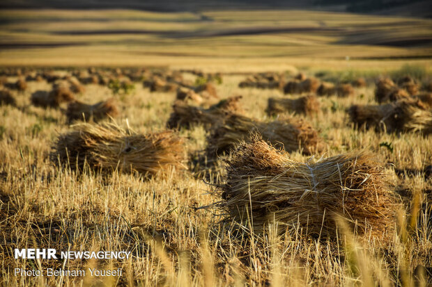 کشاورزی خوزستان با یک چالش و بحران اساسی مواجه است