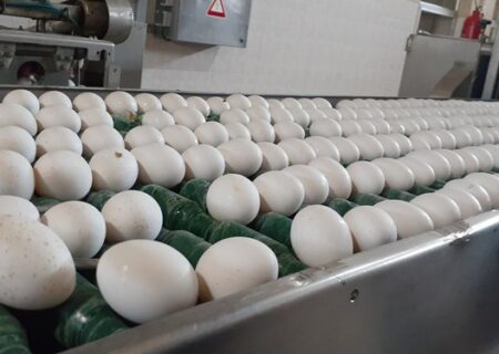 افزایش بی سابقه قیمت تخم مرغ در اهواز