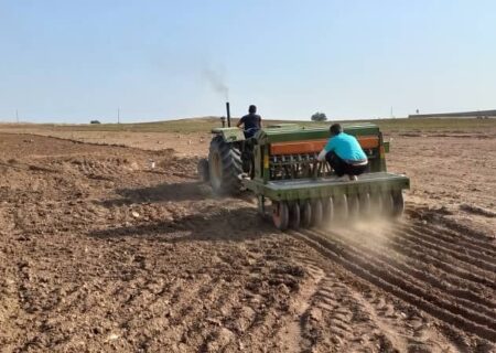 دانه روغنی کاملینا برای اولین بار در شهرستان لالی خوزستان کشت شد