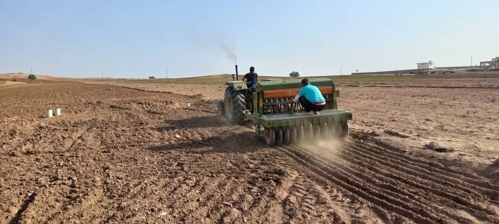 دانه روغنی کاملینا برای اولین بار در شهرستان لالی خوزستان کشت شد