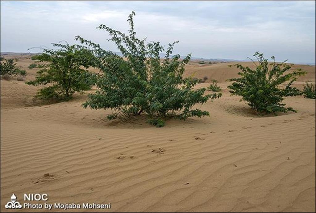 بیابان زدایی و درختکاری ۲۰۰۰ هکتار از اراضی استان خوزستان