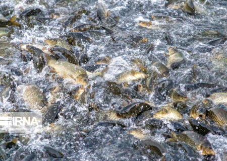 ماهی کپور هندی مستعدترین گونه غیربومی برای پرورش در خوزستان است