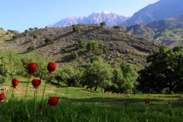 نوروزگاه بختیاری در منطقه گردشگری کُتُک اندیکا