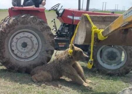 رفتار غیرحرفه‌ای روستاییان منجر به تلف شدن یک قلاده خرس در نمین شد