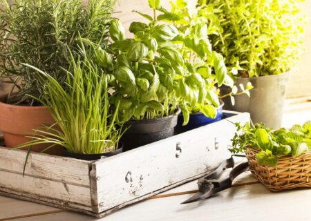 ۴ گیاه ضد پشه برای نگهداری در آپارتمان | گیاهان محبوب در آشپزی که پرورش آنها در خانه آسان است