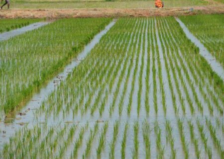 کشت برنج در خوزستان  ۸۰ درصد کاهش یافت