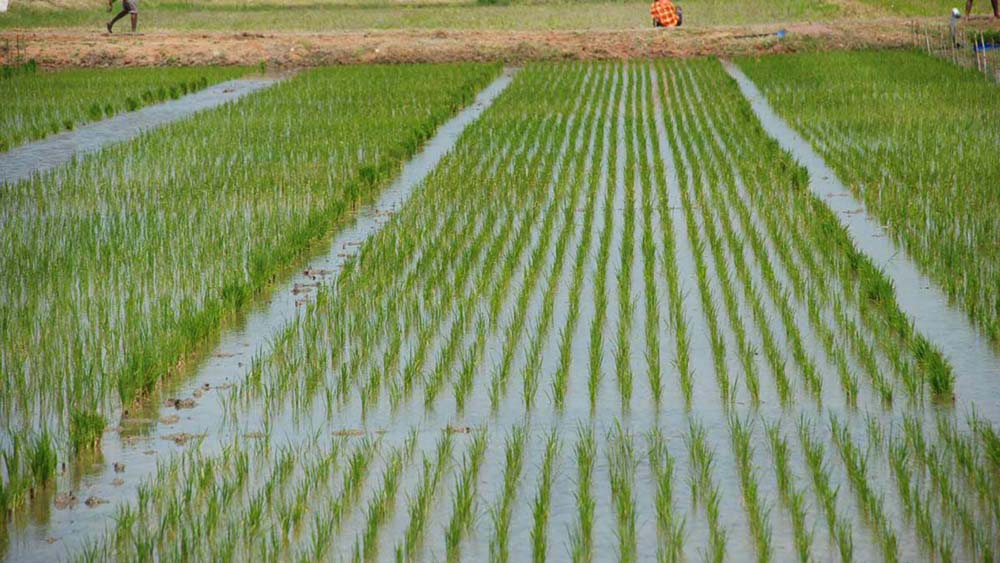 کشت برنج در خوزستان  ۸۰ درصد کاهش یافت