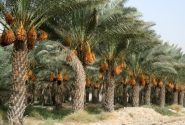 شوری آب آبادان نخلستان‌ها را تهدید می‌کند