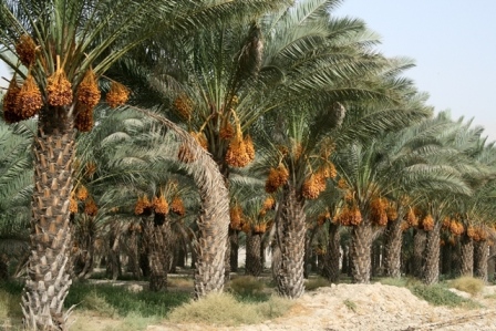 شوری آب آبادان نخلستان‌ها را تهدید می‌کند