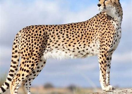 «هلیا» دوباره دیده شد؛ سرنوشت دو توله در هاله‌ای از ابهام