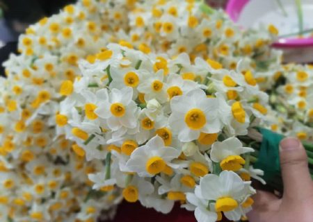 برگزاری یازدهمین جشنواره گل نرگس در بهبهان به تعویق افتاد