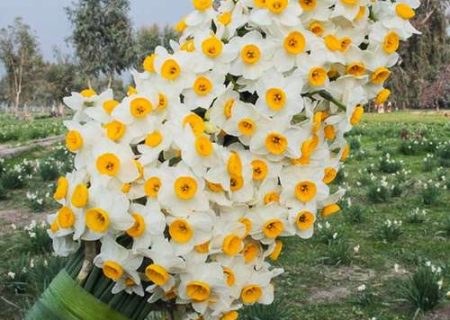 چرا گل نرگس برای ایرانی‌ها این‌قدر محبوب است؟
