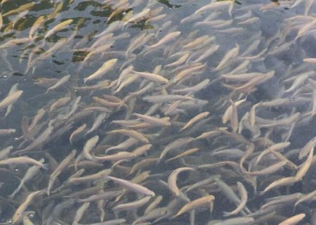 رهاسازی ۳۵۰ هزار قطعه بچه ماهی در اندیکا