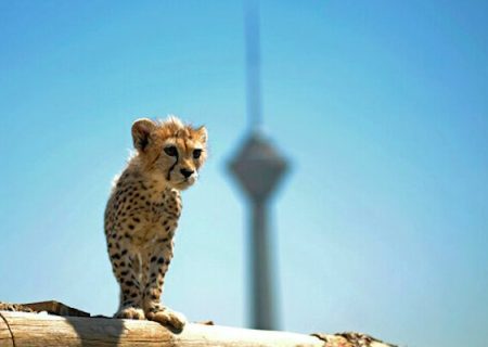 یوزپلنگ ایرانی در یک قدمی انقراض؛ فرصت ۵ ساله برای نجات یوز ایرانی