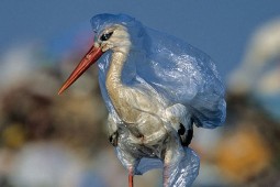 پلاستیک تجزیه‌پذیر ساخته شده از نیشکر نیز محیط زیست را تهدید می‌کند