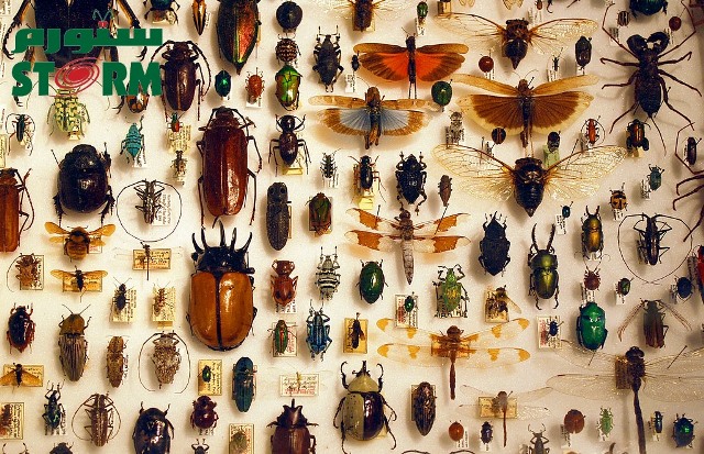 کاهش جهانی جمعیت حشرات؛ علت‌ها و پیامدها