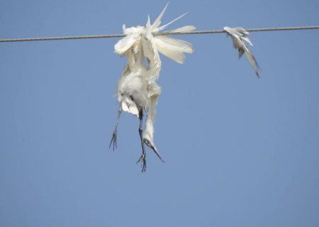 مدیرکل حفاظت محیط زیست خوزستان خبر داد مرگ دردناک پرندگان هورالعظیم در برخورد با کابل‌های برق/ شکایت محیط زیست از شرکت نفتی
