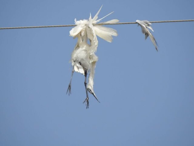 مدیرکل حفاظت محیط زیست خوزستان خبر داد مرگ دردناک پرندگان هورالعظیم در برخورد با کابل‌های برق/ شکایت محیط زیست از شرکت نفتی