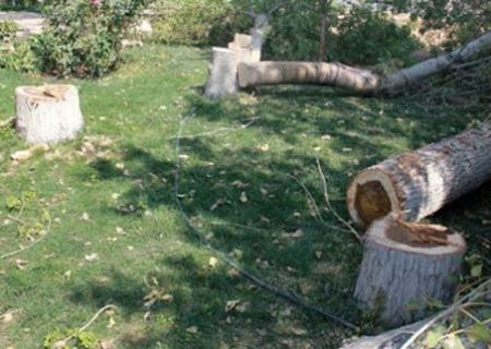 برخوردقضایی با قطع درخت در سطح شهر اهواز