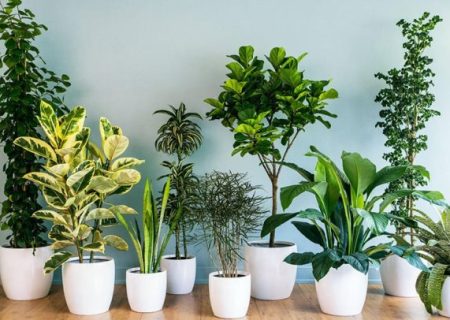 گیاهانی که استرس خانه و محل کار را کاهش می‌دهند