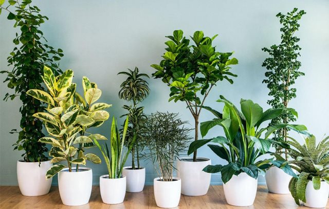 گیاهانی که استرس خانه و محل کار را کاهش می‌دهند