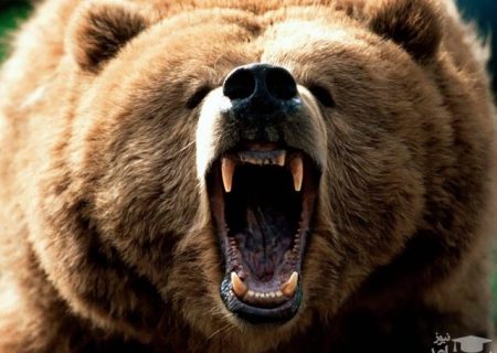 حمله خرس به دختر نوجوان در ارتفاعات کوه لندر شهرستان اندیکا