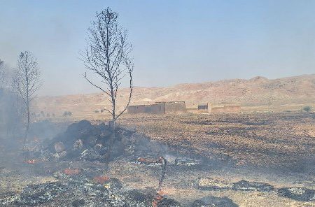 شعله های آتش ۱۹۵ اصله درخت را در منطقه بتوند مسجدسلیمان خاکستر کرد