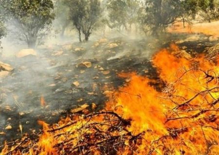 سوزاندن جنگل‌های زاگرس به خاطر انجیر و انگور