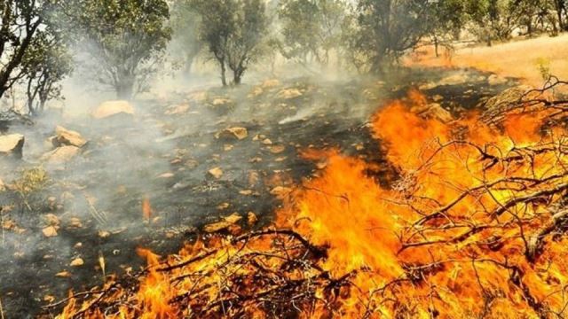 سوزاندن جنگل‌های زاگرس به خاطر انجیر و انگور