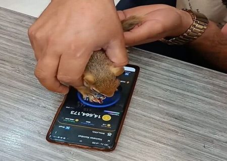 آزار همستر برای سنجاب ایرانی! / همسترباز پرحاشیه دستگیر شد