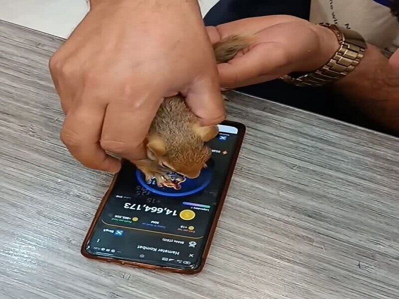 آزار همستر برای سنجاب ایرانی! / همسترباز پرحاشیه دستگیر شد