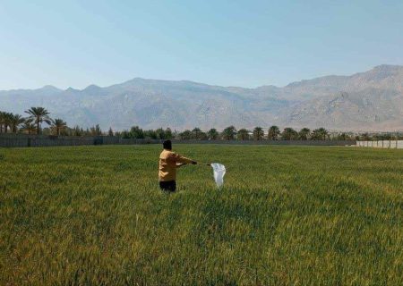 افزایش سطح مبارزه با آفت سن غلات در فارس