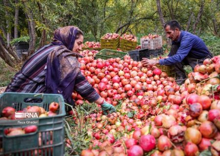 پیش بینی برداشت یک هزار و ۵۰۰ تن انار از باغات اندیکا/ آفت کرم “گلوگاه” تهدیدی برای باغات