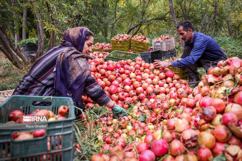 پیش بینی برداشت یک هزار و ۵۰۰ تن انار از باغات اندیکا/ آفت کرم “گلوگاه” تهدیدی برای باغات