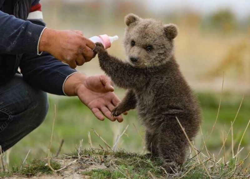 توله خرس‌های بی‌سرپرست فارس برای نگهداری به پایتخت منتقل شدند