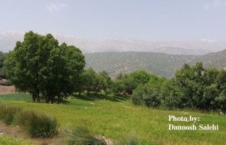 عوامل انسانی مهم‌ترین تهدید جنگل‌های زاگرس است