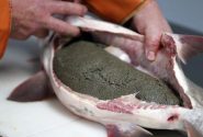 راه اندازی طرح پرورش خاویار در شهرستان لالی
