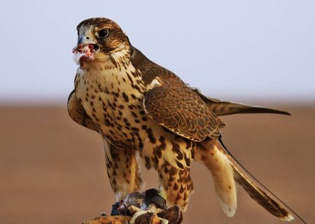 برخورد با متخلفان صید پرندگان شکاری در خوزستان