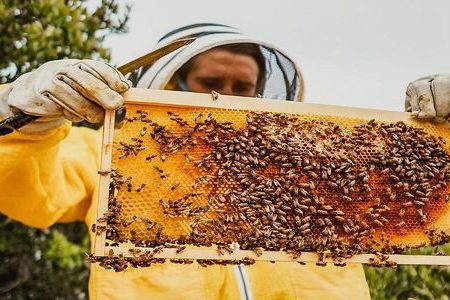 پایان عملیات سرشماری زنبورستان‌ها در فارس