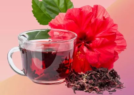 برداشت چای ترش از مزارع گتوند