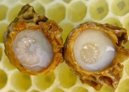 ژل رویال، محافظ ویژه اسپرم و باروری مردان