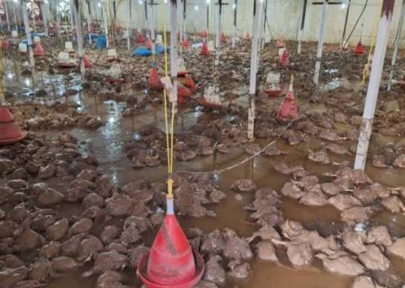 تلف شدن ۲۰ هزار قطعه مرغ در پی سیلاب مسجدسلیمان