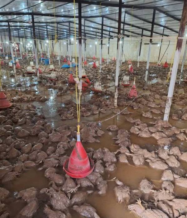 تلف شدن ۲۰ هزار قطعه مرغ در پی سیلاب مسجدسلیمان