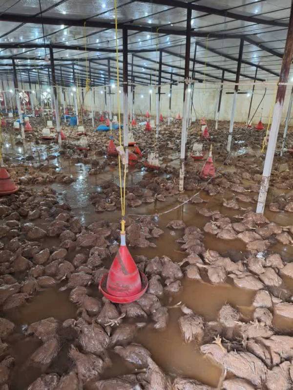 تلف شدن ۲۰ هزار قطعه مرغ در پی سیلاب مسجدسلیمان