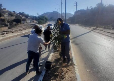 آغاز طرح گسترده کاشت درخت و گل‌های فصلی در بلوارها و میادین شهر