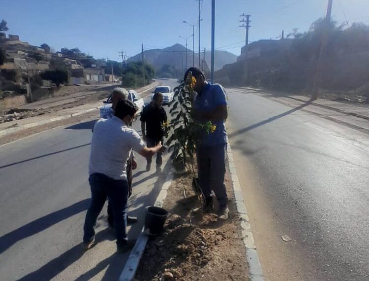 آغاز طرح گسترده کاشت درخت و گل‌های فصلی در بلوارها و میادین شهر