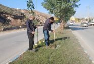 حرکت سبز شهرداری در سطح شهر؛ کاشت و ساماندهی فضای سبز در محورهای اصلی
