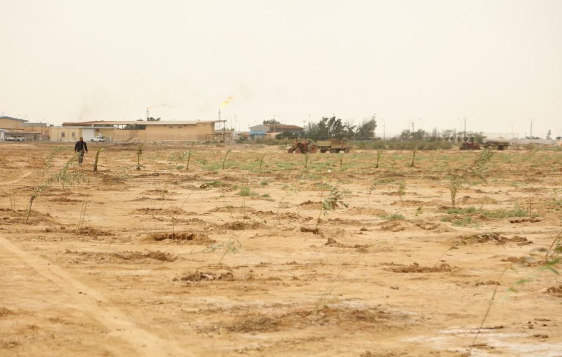 کاشت ۵۰۰۰ نهال بومی توسط نفت و گازمارون